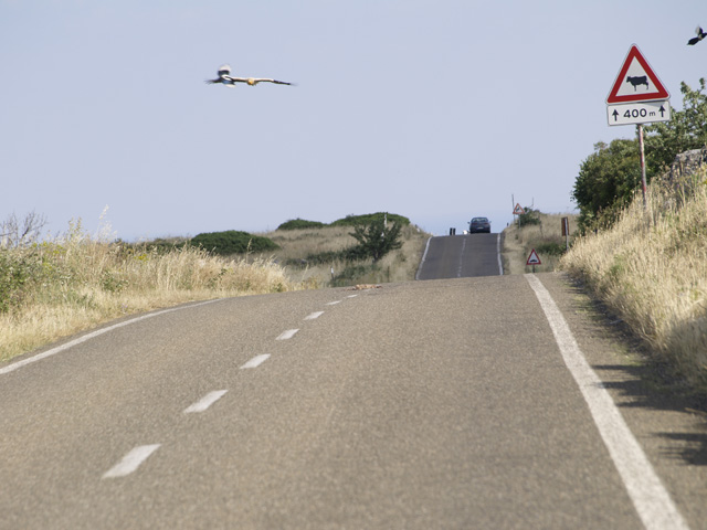 Capovaccaio imprudente